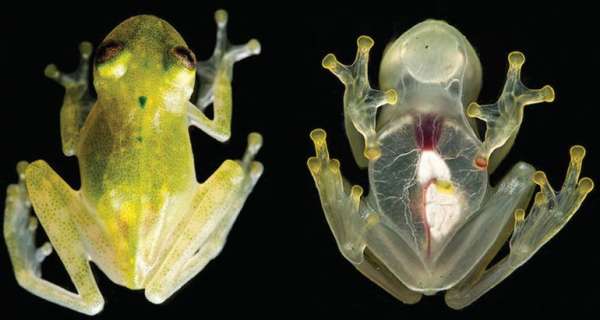 Encuentran nueva especie de rana de cristal con corazón visible