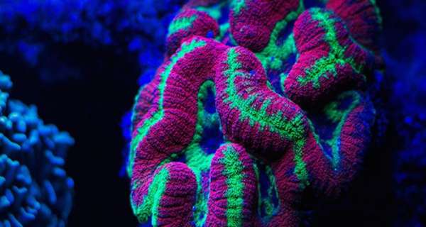 Encuentran corales en las profundidades del océano que producen su propia luz para sobrevivir
