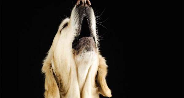 ¿Por qué algunos perros le aúllan a las sirenas?